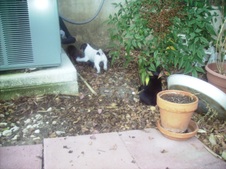 Enlarge photo 11