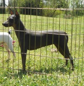Nova X Robbie puppies