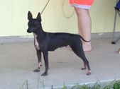 ZIVA