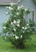 Enlarge photo 84