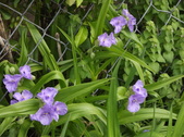 Enlarge photo 93