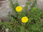 Enlarge photo 96