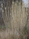 Enlarge photo 76