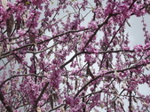 Enlarge photo 80