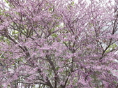 Enlarge photo 81