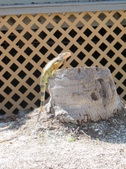 Enlarge photo 15
