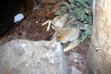 Enlarge photo 13