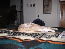 Enlarge photo 42