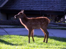 Enlarge photo 64
