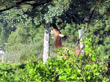 Enlarge photo 72