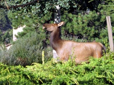 Enlarge photo 73