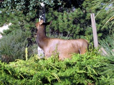 Enlarge photo 74