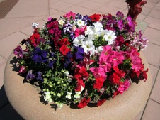 Enlarge photo 87
