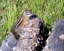 Enlarge photo 83