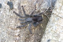 Enlarge photo 31