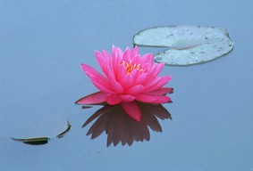A Visit to Lily Pons