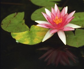 Enlarge photo 11