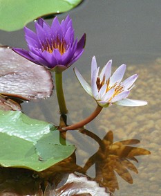 Enlarge photo 13
