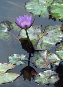 Enlarge photo 14