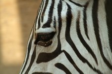 Catocin Zoo Visit,
