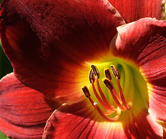Flowers in my yard