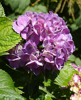 Enlarge photo 17