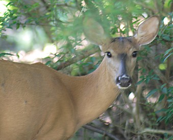 My Deck and Yard 2009