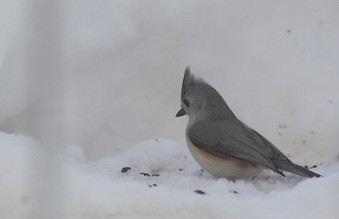 Snow storm Dec. 2009