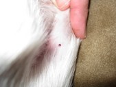 Effie's Mole