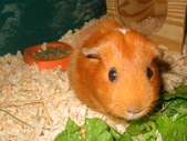 Elsa (Fremont mites pig)