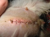 Fuzzy's Spay Incision