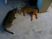 Enlarge photo 4