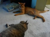 Enlarge photo 6