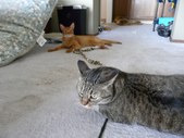Enlarge photo 8