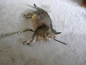 Enlarge photo 10