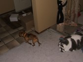 Enlarge photo 23