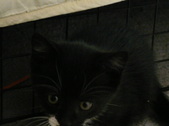Enlarge photo 37