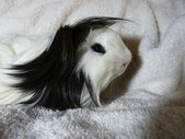 Enlarge photo 10