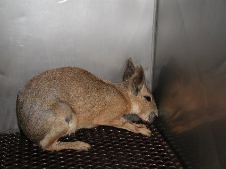 Patagonian Cavy