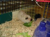 Enlarge photo 9