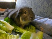 Pigs 0109
