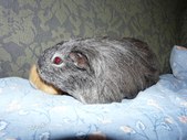 Enlarge photo 3
