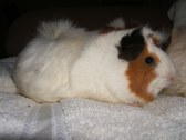 Pregnant Females March 2005
