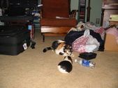 Enlarge photo 16