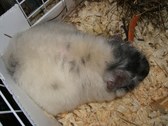Enlarge photo 12