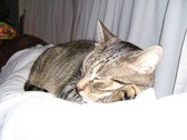 Enlarge photo 22
