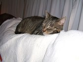 Enlarge photo 23