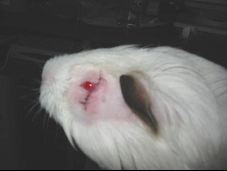 Reggie's Eye Surgery/Newton's Revenge!