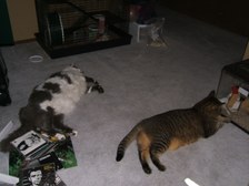 Enlarge photo 7