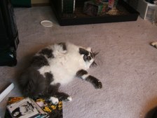 Enlarge photo 9